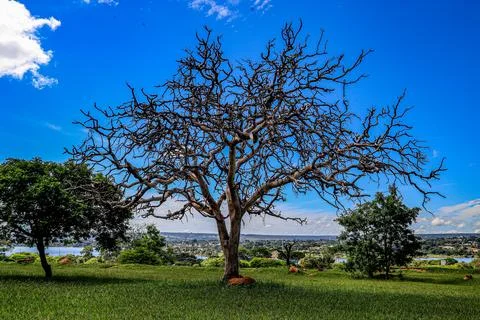 Dry tree in the cerrado Stock Photos