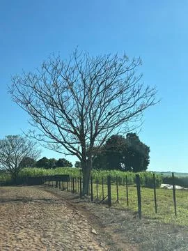 Dry Tree in a Clear Field Stock Photos