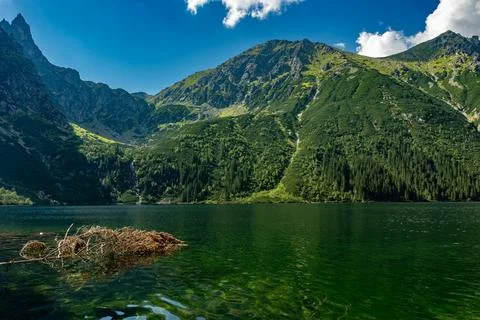 Dry tree in clear mountain lake with blue sky Stock Photos