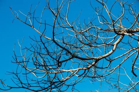 Dry tree with cloudy blue sky 库存照片