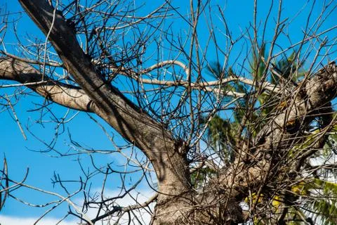 Dry tree with cloudy blue sky 库存照片