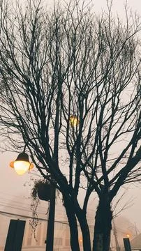 Dry Tree on a Cloudy Day Stock Photos