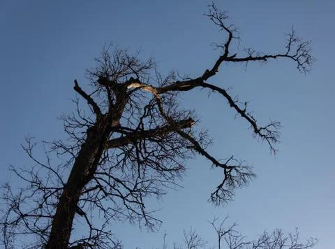 Dry tree with cloudy sky in forest Foto stock