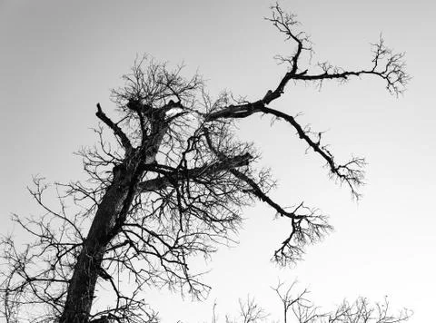 Dry tree with cloudy sky in forest Stock Photos