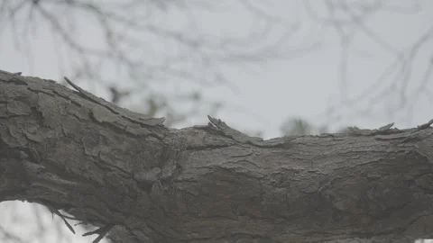 Dry Tree with Cracked Bark Standing in Natural Environment S-Log3 Stock Footage 313092692