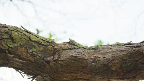 Dry Tree with Cracked Bark Standing in Natural Environment Video stock 313092708