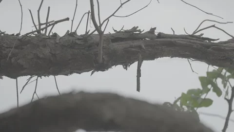 Dry Tree with Cracked Bark Standing in Natural Environment S-Log3 Stock Footage 313092753