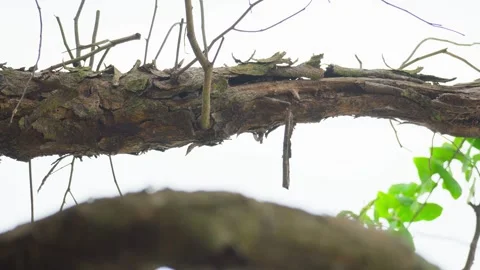 Dry Tree with Cracked Bark Standing in Natural Environment Stock Footage 313092757