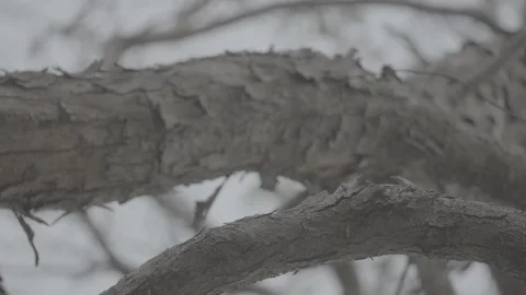 Dry Tree with Cracked Bark Standing in Natural Environment S-Log3 Stock Footage 313092760