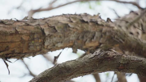Dry Tree with Cracked Bark Standing in Natural Environment Stock Footage 313092781