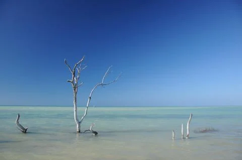 Dry Tree At Dawn Fotos de archivo