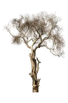 Dry tree, dead tree isolated on a white background Stock Photos