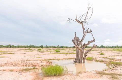 Dry tree death. Stock Photos