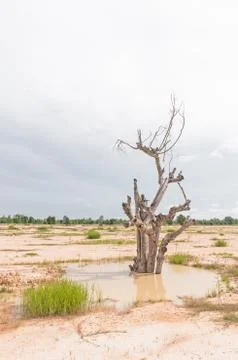 Dry tree death. Fotos de archivo