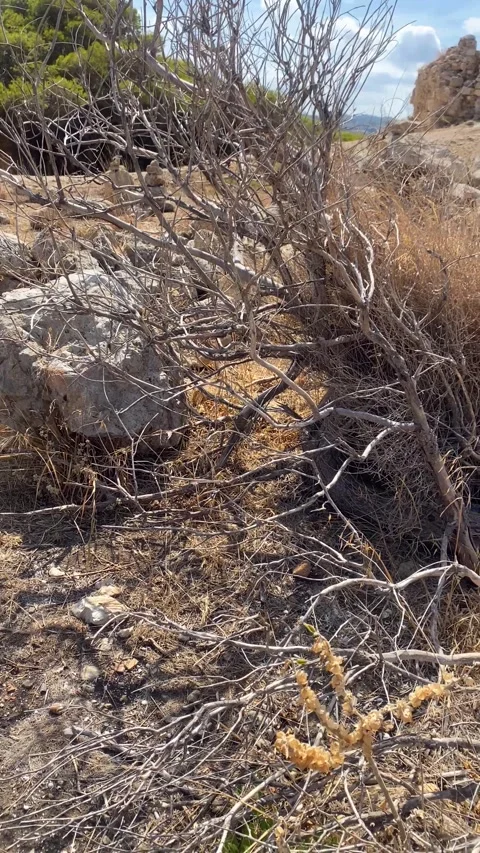A dry tree in a desert area. Vertical video Stock Footage 286322883