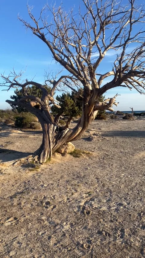 A dry tree in the desert. A dry tree on the beach. Vertical video Stock Footage 287221072