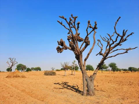 Dry tree in desert fields without leaves Stock Photos