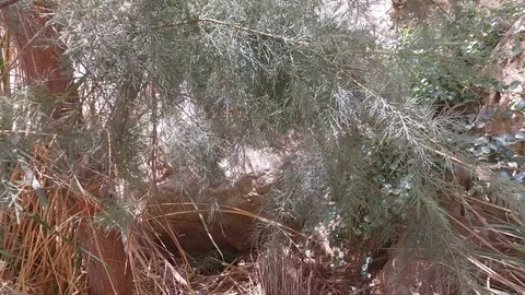 Dry Tree in Desert Mountains Видео 77880933