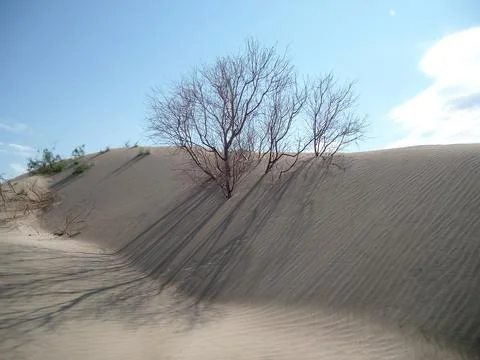 Dry tree in desert on sand Stock Photos