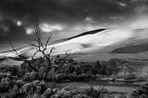 Dry Tree Dramatic Clouds over the Desert Stock Photos
