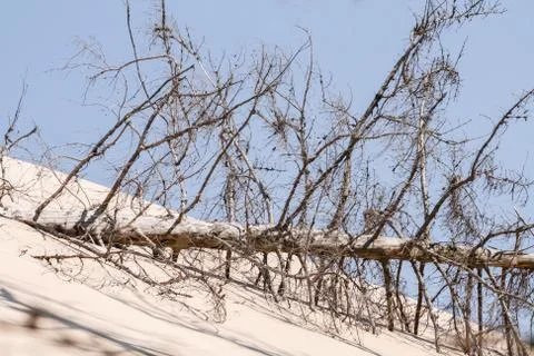 Dry tree on a dune Foto stock