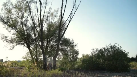 A dry tree falling during logging in the forest 스톡 동영상 66269883