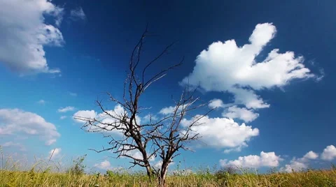 Dry tree in the field on a background cloudy sky Stock Footage 7749484