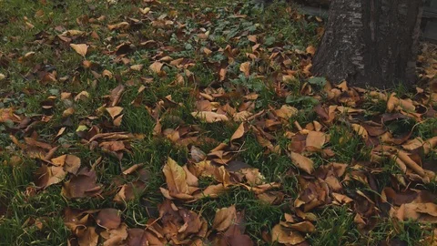 Dry tree foliage lies on the ground. Yellow leaves lie on the green grass Stock Footage 120721110