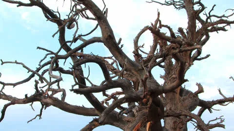 Dry Tree Video stock 25912589