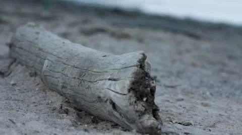 Dry tree Stock Footage 26299517