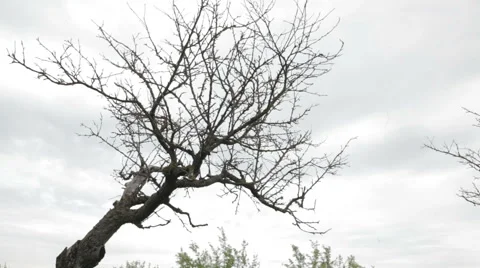 Dry tree 库存影片 62780329