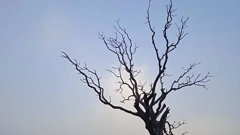 Dry Tree Stock Footage 150700707