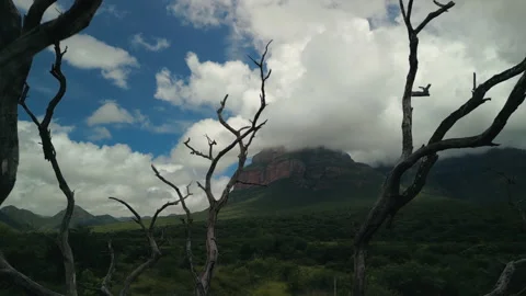 Dry Tree Stock Footage 242243171