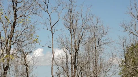 Dry tree Stock Footage 271011014