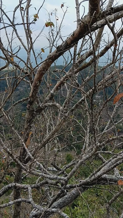 Dry tree Stock Footage 284352696