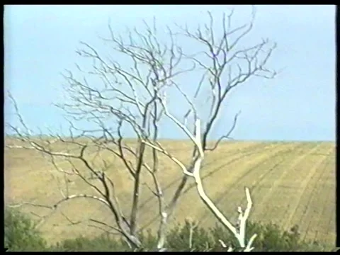 Dry Tree Stock Footage 344382409