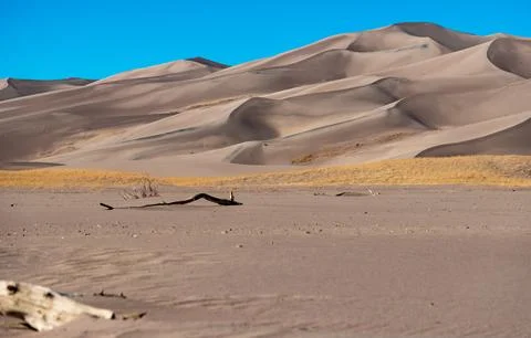 Dry tree in the foreground, high sand dunes, Great Sand Dunes National Park Stock Photos