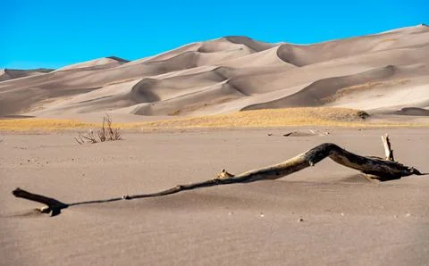 Dry tree in the foreground, high sand dunes, Great Sand Dunes National Park Stock Photos