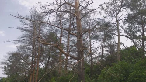 Dry tree in the forest against a cloudy sky background Video stock 89923344