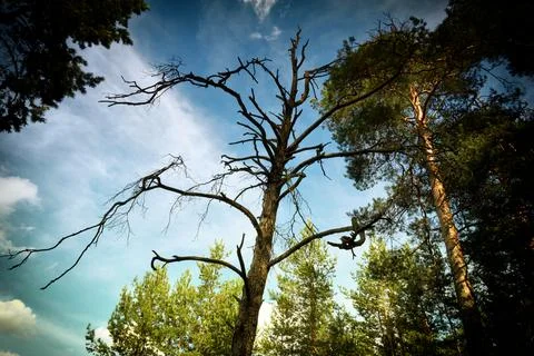 Dry tree in the forest on a background of blue sky Stock Photos