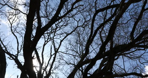 Dry Tree in the Forest Stock Footage 216590003