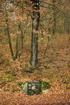 Dry Tree in the Forest. Stock Photos