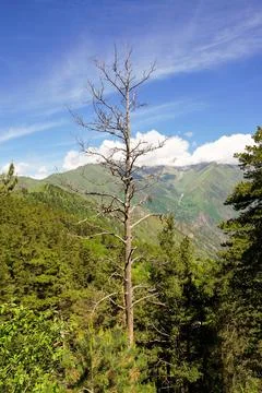 Dry tree in the forest. Stock Photos