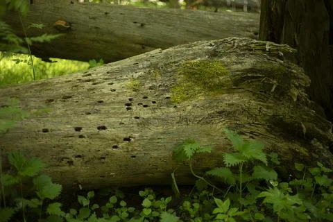 A dry tree in the forest. A rotted log. An old trunk. Stock Photos