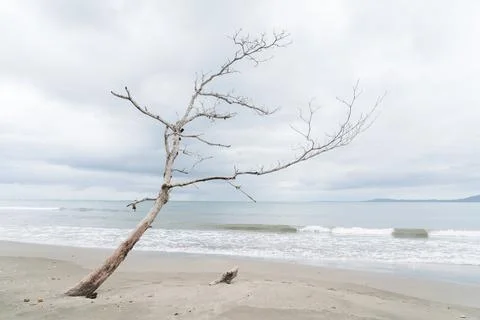 Dry tree in front of the sea Stock Photos