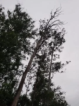 A dry tree with a gray sky Stock Photos