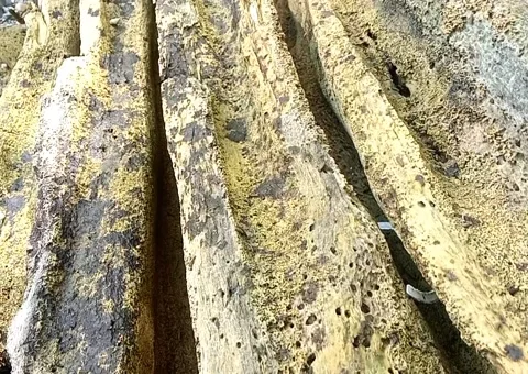 Dry tree that has been abandoned for a long time Video stock 210454856