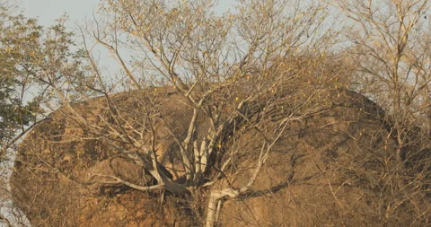 Dry Tree on Hill Stock Footage 303949873