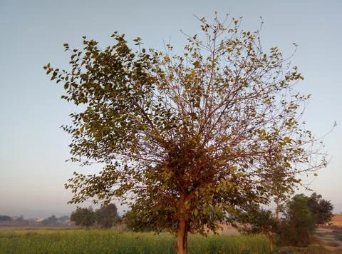 Dry tree image with Blue sky Stock Photos