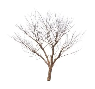 Dry tree isolated on white background Stock Photos